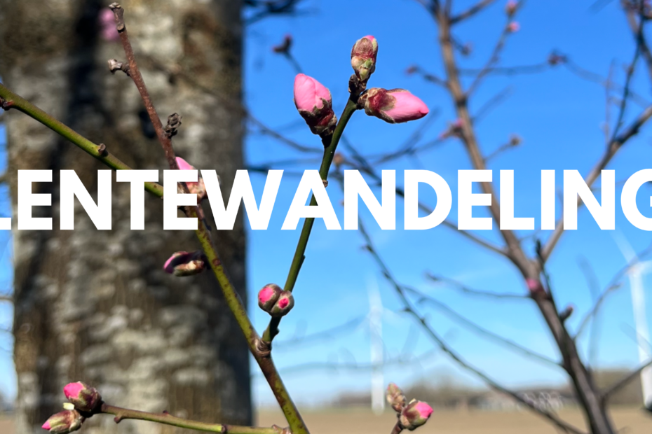 Knoppen van amandelbloesen